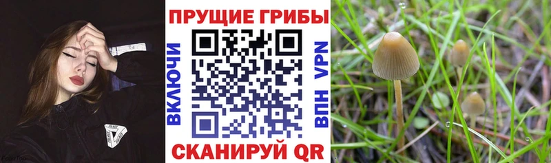 Купить закладки  Нижняя Тура  Галлюциногенные грибы мухоморы 